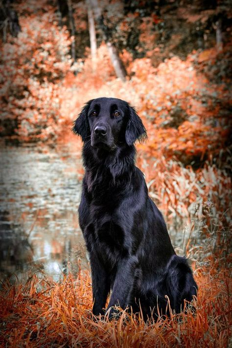 Images Of Dogs, Cute Fluffy Puppies, Aesthetic Dogs, Flat Coated Retriever, Fluffy Puppies, Animal Study, Pet Breeds, Dog Stories, Paws And Claws