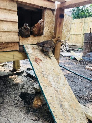 Chicken Coop Ramp Ideas, Chicken Coop Ramp, Easy Chicken Coop, Chicken Owner, Coop Plans, Chicken Coop Plans, Chicken Wire, Diy Chicken Coop, Chicken Diy