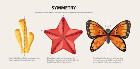 Geometría y simetría en ilustraciones de... | Free Vector #Freepik #freevector #naturaleza #fondo #arte #colorido Sea Star, Like Animals, Body Shapes, Collage, Iphone, Pins