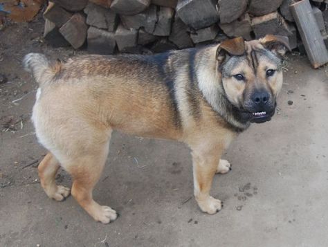 Ohmygoodness!  This lady got a bulldog (for her) and German Shepherd (for her husband) mix.  So this is what it would look like if you combined my dogs.  Hehehe! Golden Husky, Dog Crossbreeds, Rare Dog Breeds, German Shepherd Mix, Cutest Dog Ever, Corgi Mix, Hybrid Dogs, Dog Mixes, Purebred Dogs