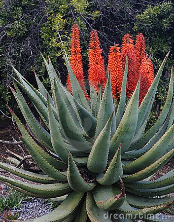 Succulent Landscaping, Aloe Plant, Aloe Vera Plant, Agaves, Desert Plants, Cactus Y Suculentas, Cactus Garden, Cactus And Succulents, All About Plants