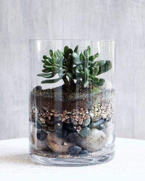 Succulent Arrangements In Glass Bowl, Succulents In Glass, Open Terrariums, Diy Succulent Terrarium, Succulent Bowls, Beautiful Terrariums, نباتات منزلية, Plant Care Houseplant, Succulent Garden Diy