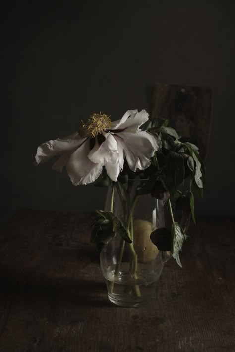 Moody Still Life Painting, Floral Still Life Photography, Decaying Flowers, Moody Still Life, Dutch Still Life, Still Life Pictures, Life Drawing Reference, Wolves And Women, Moody Photography