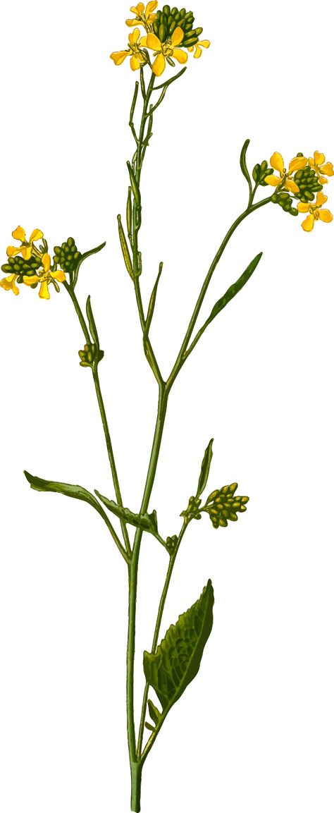 Black mustard (detailed) by @Firkin, From a drawing in 'Medizinal-Pflanzen', Franz Eugen Köhler, 1887., on @openclipart Mustard Flower Drawing, Mustard Plant Drawing, Mustard Plant Tattoo, Mustard Flower Tattoo, Mustard Tattoo, Mustard Illustration, Mustard Seed Tattoo, Mustard Seed Plant, Canola Plant