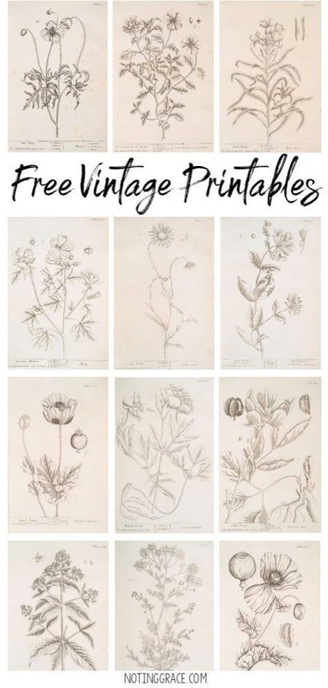 Free Vintage Printable Artwork | Noting Grace Botanical Printables Free, Botanical Vintage Prints, Vintage Pictures Printable Free Images, Free Vintage Flowers Printable, Ephemera Printables, Free Transfers Printables, Printable Images Free Graphics, Vintage Floral Prints Art, Vintage Floral Drawing