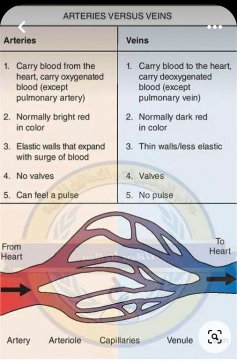 Anatomy Structure, Function Of Blood, Arteries And Veins, Basic Anatomy And Physiology, Nursing Student Tips, Biology Facts, Medical Student Study, Heart Anatomy, Nursing School Survival