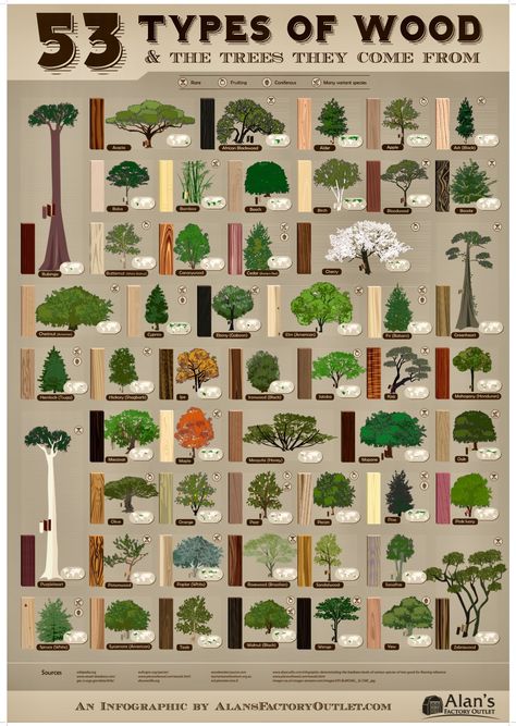 Types Of Trees Charts, Identifying Trees, Leaf Identification, Tree Identification, Plant Problems, Zebra Wood, Tree Leaves, Trees And Shrubs, Horticulture