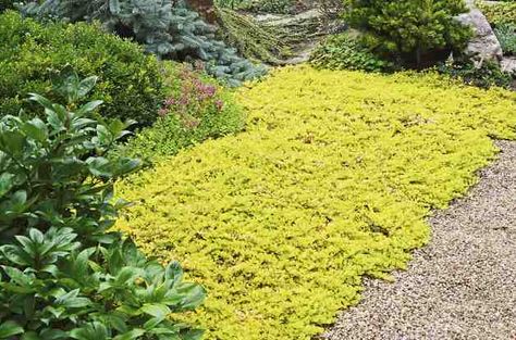 One of my favorite ground covers. Creeping in between path cracks and other flowers, the bright yellow flowers are abundant and quite splendid.  Combine with any plants with weak ankles that need some cover-up.  Photo credit: Walter's Gardens  Zone: 3 Exposure: SunPartial Shade Height x Width: 2-4" x 18-24" Flower Color: Yellow Bloom Time: Spring-Summer-Fall Category: Perennial Notes: Tolerates wet conditions. Price: 4 inch, $6.25 Price:  6 inch, $8.75 Sedum Ground Cover, Ground Cover Flowers, Red Creeping Thyme, Lysimachia Nummularia, Creeping Thyme, Ground Covers, Creeping Jenny, Gardening Zones, Border Plants