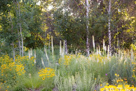 Landscaped Prairie — Kelly D. Norris Prairie Meadow, Native Landscaping, Cabin Garden, Gravel Pathway, Planting Combinations, Naturalistic Garden, Prairie Planting, Backyard Farm, Landscape Inspiration