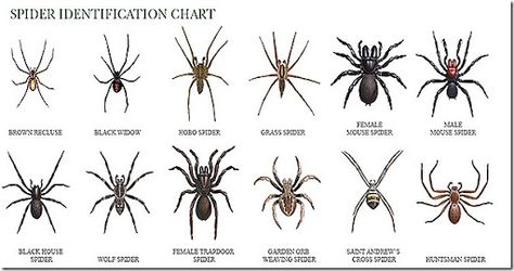 Missouri spiders - Google Search Spider Identification Chart, Spider Chart, Hobo Spider, Spider Identification, Spider Spray, Huntsman Spider, Recluse Spider, Brown Recluse Spider, Types Of Spiders