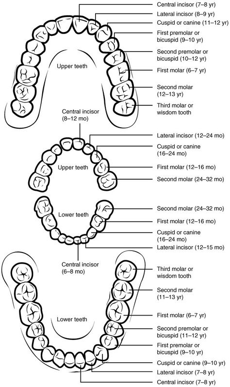 Teeth Labeling, Esophagus Anatomy, Teeth Diagram, Teething Chart, Teeth Eruption, Dental Assistant Study, Teeth Anatomy, Dental Hygiene Student, Dental Assisting