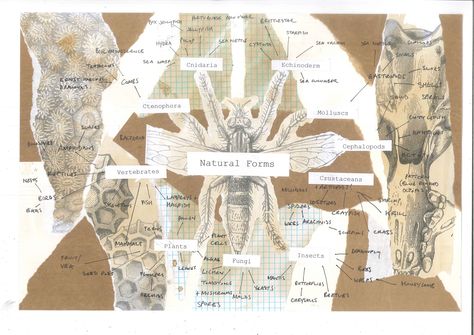 Example of creative presentation of a mind map (focusing on natural forms) Mind Maps Creative, Natural Forms Mind Map Gcse Textiles, Mind Map Art Igcse, Artistic Mind Map, Nature Mind Map Art Gcse, Flower Mind Map, Natural Forms Title Page Gcse, Textiles Mind Map, Natural Forms Artists