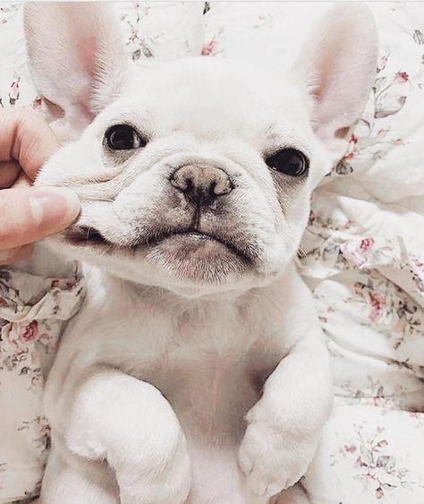 That moment when someone's really annoying you, but it's almost Friday so you just don't care anymore ✨ via @frenchie.world #SWFLoves… Funny Frenchies, French Bulldog Full Grown, Frenchie Shirt, Bulldog Francese, Frenchie Bulldog, Bulldog Gifts, French Bulldog Dog, Frenchie Puppy, Dogs Funny