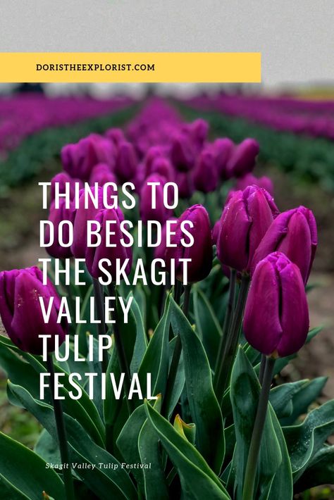 Things to do besides the Skagit Valley Tulip Festival in Mt Vernon, WA Mt Vernon Washington, Tulip Festival Washington, Skagit Valley Tulip Festival, Gravel Parking, Travel 2024, Skagit Valley, Backpacking Camping, Mt Vernon, Tulip Festival