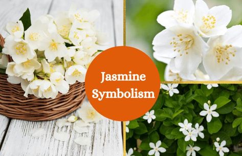 Jasmine Meaning, Decorative Plants, Jasmine Flowers, Flower Symbol, White Jasmine, Flower Meanings, Jasmine Flower, Sweet Smell, Sweet Fragrances