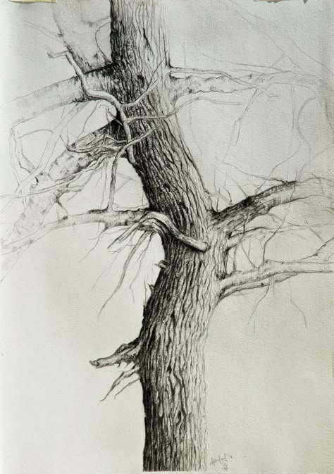 Tree Trunk Drawing, Tree Line Drawing, Tree Drawings, Branch Drawing, Landscape Pencil Drawings, Tree Drawings Pencil, Trees Art, Tree Textures, Drawing Hair