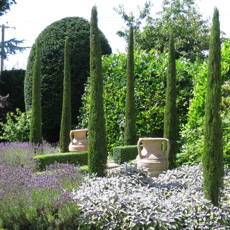 Italian Cypress Trees, Mediterranean Gardens, Mediterranean Garden Design, Conifers Garden, Famous Trees, Italian Cypress, Cupressus Sempervirens, Architectural Plants, Tuscan Garden