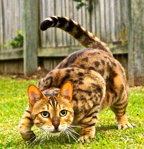 stalking prey Cat Stalking, Bodega Cat, Asian Leopard Cat, Love The World, Cat Attack, Cat Anatomy, Pet Corner, No Love, Abyssinian Cats