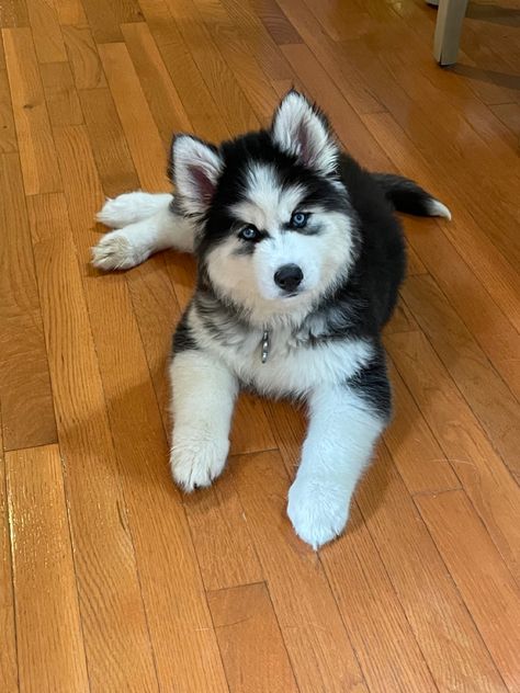 Beautiful Husky Dogs, Pictures Of Huskies, Husky Pet Aesthetic, Newborn Husky Puppies, Aesthetic Dogs, Baby Huskies, Cute Baby Puppies, Husky Puppies, Siberian Husky Skya