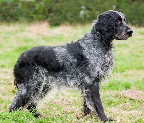 BLUE PICARDY SPANIEL Picardy Spaniel, Dog Oc, Cocker Dog, Grouse Hunting, French Brittany, Morkie Dogs, Domesticated Animals, English Setters, Every Dog Breed