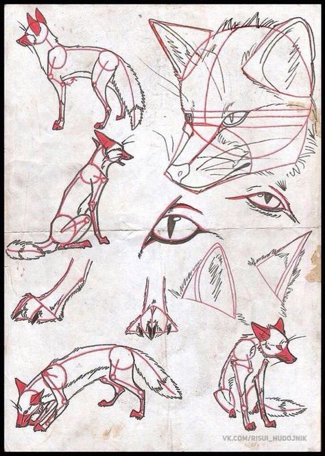 Fox Drawing Tutorial, Fox Drawing Sketches, Fox Anatomy, Coyote Drawing, Fox Sketch, Dog Design Art, Fox Artwork, Fox Drawing, Animal Study