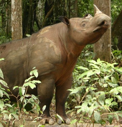 Geneticists: It’s time to mix the Sumatran rhino subspecies Sumatran Rhinoceros, Sumatran Elephant, Sumatran Rhino, Sumatran Tiger, Asian Elephant, Wildlife Photos, Majestic Animals, Endangered Species, African Animals