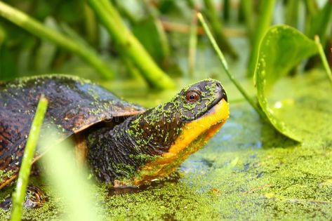 Blandings Turtle (Emydoidea blandingii). A Threatened Blandings Turtle (Emydoide , #sponsored, #Emydoidea, #blandingii, #Blandings, #Turtle, #Threatened #ad Photo Stock, Reptiles, Illinois, Minnesota, Stock Images Free, Stock Photography, Stock Images, Stock Photos, High Quality