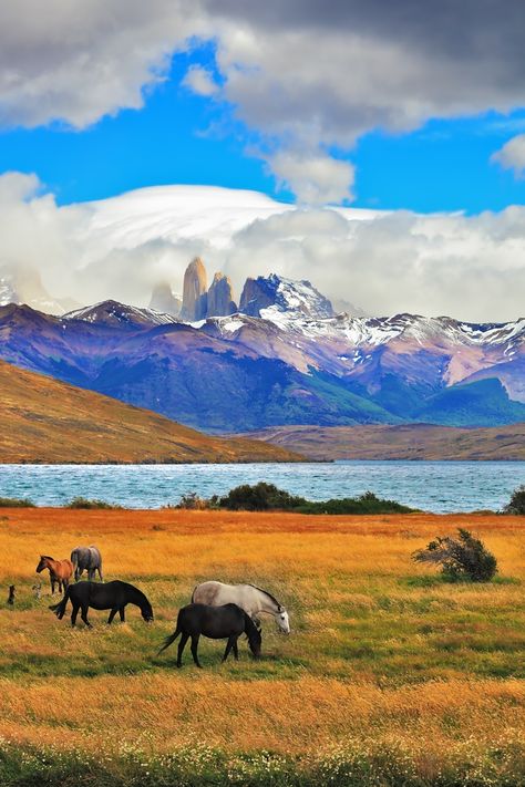 Patagonia South America, 2025 Travel, Horse Grazing, Adventure Goals, Patagonia Chile, Punta Arenas, Chile Travel, Hiking Nature, Thoroughbred Horse