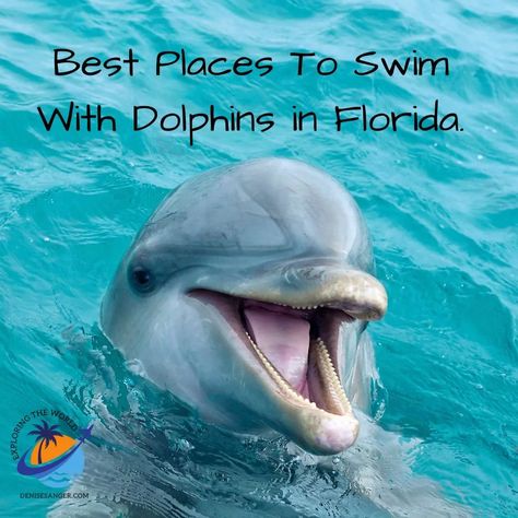 Best Places To Swim With Dolphins In Florida. Here's what you need to know: https://denisesanger.com/swim-with-dolphins-florida/ Swim With Dolphins Florida, Florida Dolphins, Destin Florida Vacation, Swim With Dolphins, Swimming With Dolphins, Clearwater Beach Florida, Travel Florida, Florida Travel Guide, Navarre Beach