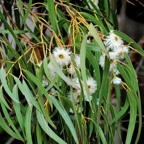 Eucalyptus Camaldulensis, Rainbow Eucalyptus, Gum Trees, Australian Trees, Eucalyptus Globulus, Australian Native Flowers, Native Flowers, Australian Native Plants, Seeded Eucalyptus