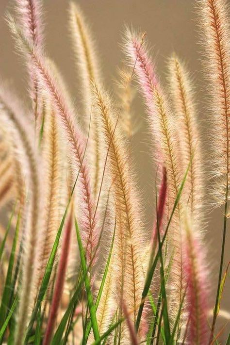 Photo Texture, Ornamental Grasses, Green Grass, Wisteria, Amazing Nature, Nature Beauty, Beautiful World, Wonders Of The World, Mother Nature