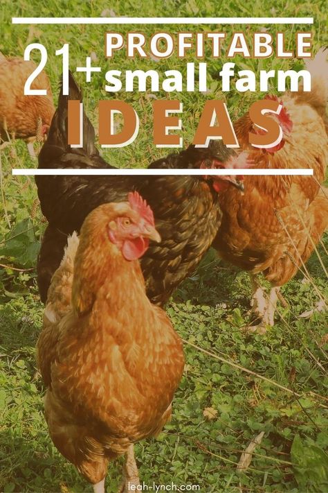 Use these different income ideas to make money on your small farm and fund the livestyle you want to live. Farm Money Making Ideas, Farm Income Ideas, Profitable Farming Ideas, Homestead Income Ideas, Farmette Small Farm, Fun Farm Ideas, Small Farm Life, Cow Farm Ideas, Hobby Farm Ideas