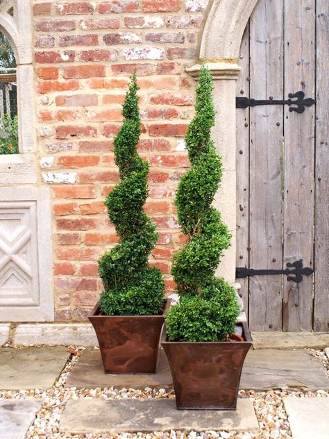 . Topiary Decor, Spiral Topiary, Boxwood Landscaping, Front Door Plants, Green Tower, Front Door Ideas, Porch Plants, Topiary Plants, Topiary Garden