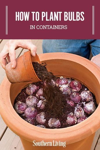 How To Plant Bulbs in Containers | Planting bulbs in containers in the fall will give you a sunny show for spring. #gardening #gardenideas #southernliving #containergardening Bulbs In Containers, How To Plant Bulbs, Vertical Container Gardening, Plant Bulbs, Spring Gardening, Container Gardening Flowers, Garden Bulbs, Garden Containers, Container Flowers