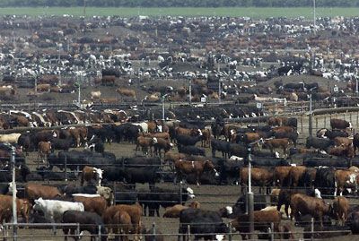 Beef cattle typically start on grass but most end their lives in feed lots like this. Cattle Ranching Farms, Animals On A Farm, Farmall M, Barn Plan, Cost Of Production, New Mexico State University, Livestock Feed, Cattle Feed, Cattle Farm