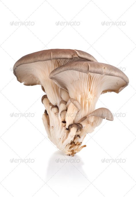 Oyster mushroom by Givaga. Oyster mushroom isolated on white background #AD #Givaga, #mushroom, #Oyster, #background Mushroom Chess, Oyster Background, Fungi Reference, Mushroom Oyster, Mushroom Person, Mushroom Photo, Mushroom Collection, Mushroom People, Oyster Mushroom