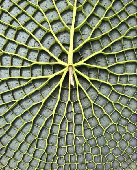 Insect Inspired Architecture, Patterns In Nature Texture Plants, Grasshopper Parametric Design, Parametric Facade Grasshopper, Leaf Structure, Community Garden, Kew Gardens, Community Gardening, Water Lily