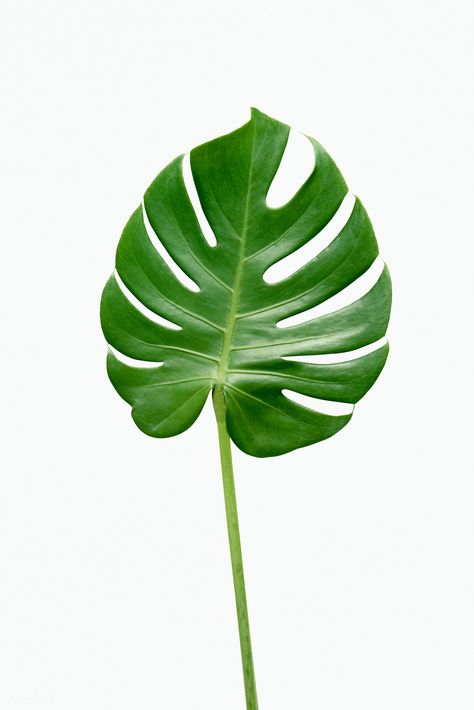 Monstera delicosa plant leaf  on a white background | free image by rawpixel.com / Teddy Rawpixel Split Leaf Philodendron, Collage Elements, Color Palette Challenge, Photo Wall Gallery, Philodendron Monstera, Leaf Images, Miniature Plants, Summer Plants, Big Leaves