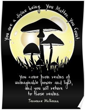 Mushroom Quotes Life, Magic Mushroom Quotes, Mushroom Quotes, Terrence Mckenna, Fairy Quotes, Intro To Art, Terence Mckenna, Morning Quotes Images, Nice Quotes