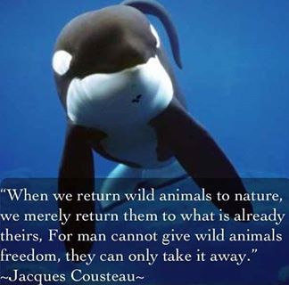 #Blackfish - Animals should not be kept in captivity! The only possible exception to this is if it is an absolutely necessary means for the preservation of an endangered species Keiko Orca, Jacques Yves Cousteau, Jacques Cousteau, Save The Whales, Orca Whale, Stop Animal Cruelty, Animal Advocacy, Orca Whales, Killer Whales