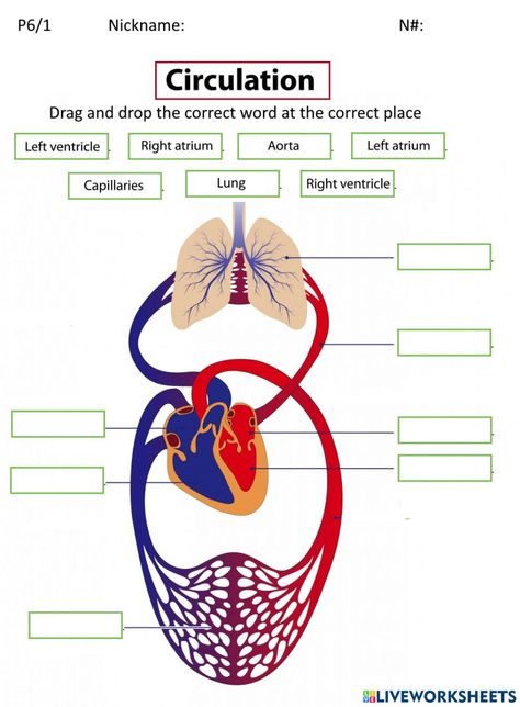 Circulatory System Drawing Easy, Circulatory System Drawing, Circulatory System Kindergarten, Human Cell Diagram, Biology Circulatory System, Science Circulatory System, Circulatory System Worksheets, Circulatory System Projects, Circulatory System For Kids