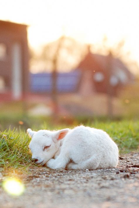 Baby Lamb, Baby Goats, Cute Creatures, Sweet Animals, Animal Photo, 귀여운 동물, Animals Friends, Beautiful Creatures