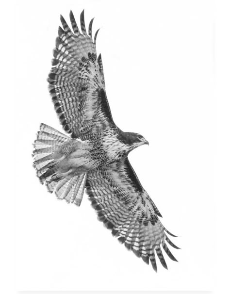 215 Hawk Tattoos Ideas and Designs (2023) - TattoosBoyGirl Crow Stencil Tattoo, Hawk Back Tattoo, Falcon Tattoo Men, Hawk Tattoo Men, Timothy Core, Falcon Tattoo Design, Forest Animal Tattoo, Hawk Tattoo Design, Hawk Tattoo Feminine