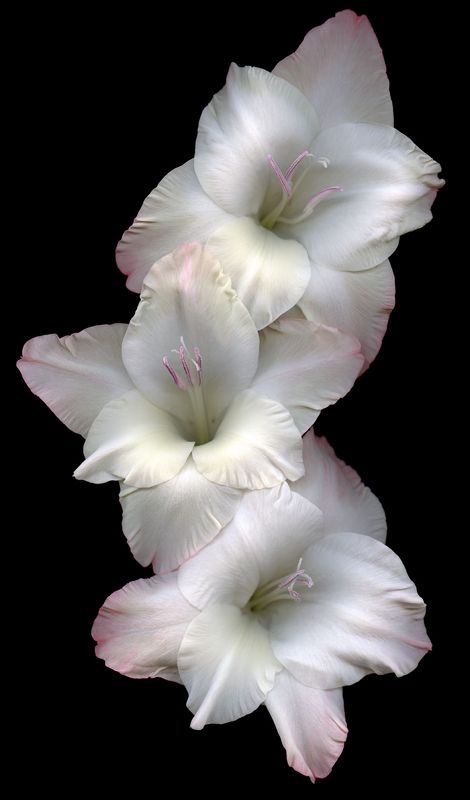 Flowers Black Background, Gladiolus Flower, Gladioli, Nothing But Flowers, Moon Garden, Flower Therapy, 판타지 아트, Arte Floral, Exotic Flowers