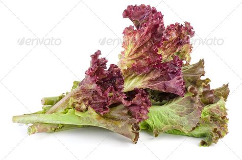 Red leaf lolo rosso lettuce by digitalr. Red leaf lolo rosso lettuce isolated on the white background #Affiliate #lolo, #rosso, #Red, #leaf Red Lettuce, Rocket Salad, Italian Sauce, Photos Background, Red Leaves, Green Bell Peppers, Design Card, Organic Vegetables, Shaped Cookie