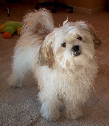 Mal-shi (Maltese X Shih Tzu Mix) Temperament, Puppies, Pictures Havanese Puppies For Sale, Shih Tzu Grooming, Maltese Shih Tzu, Shih Tzu Funny, Havanese Puppies, Havanese Dogs, Shih Tzu Mix, Labrador Retriever Puppies, Purebred Dogs