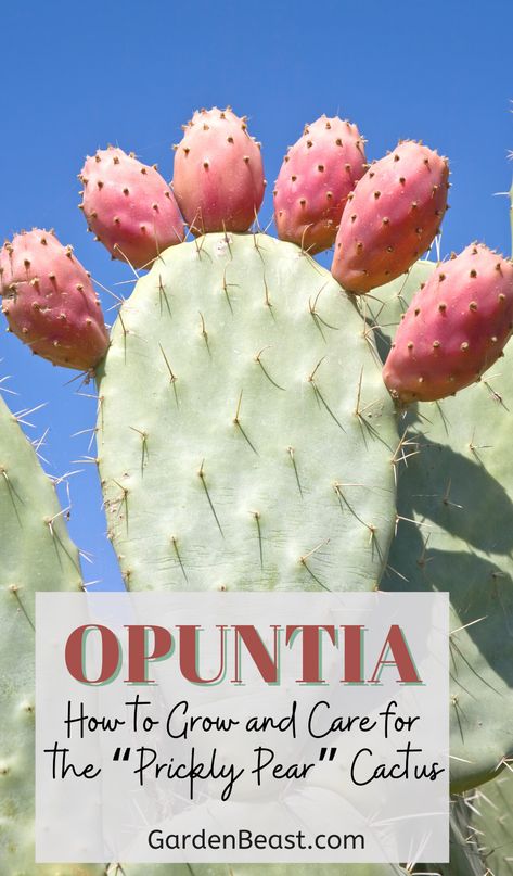 Growing Prickly Pear Cactus, Spineless Prickly Pear Cactus, Prickly Pear Cactus Landscape, Cactus Landscaping, Prickly Pear Recipes, Kinds Of Cactus, Modern Farming, Opuntia Cactus, Opuntia Microdasys