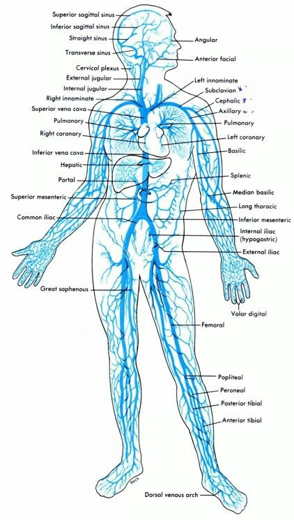 Venous system The Circulatory System, Endocannabinoid System, Human Anatomy And Physiology, Medical Anatomy, Medical Terminology, Daily Health Tips, Body Anatomy, Circulatory System, Nursing Study