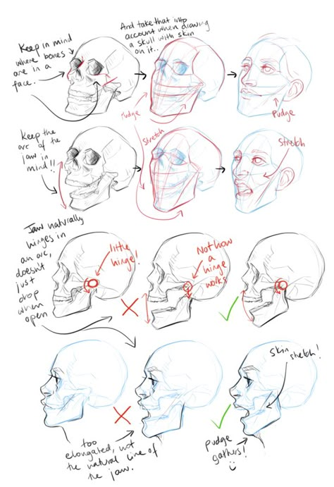 . Skull Anatomy, Head Anatomy, 얼굴 드로잉, Drawing Hair, Human Anatomy Drawing, 얼굴 그리기, Human Anatomy Art, Anatomy Sketches, Human Head