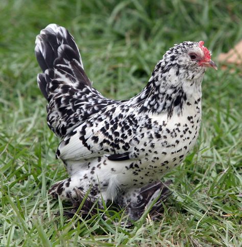 Silver Mille Fleur d'Uccle Mille Fleur Chicken, Silverudds Blue Chicken, Mille Fluer D’uccle Chicken, Pet Chickens Breeds, Silver Laced Wyandotte Hen, Bantam Chickens, Types Of Chickens, Barnvelder Chickens Eggs, Fancy Chickens